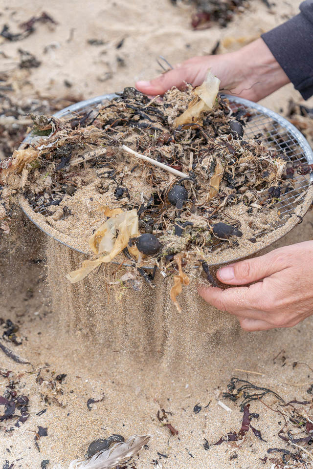 Looking for nurdles and small plastic with a sieve