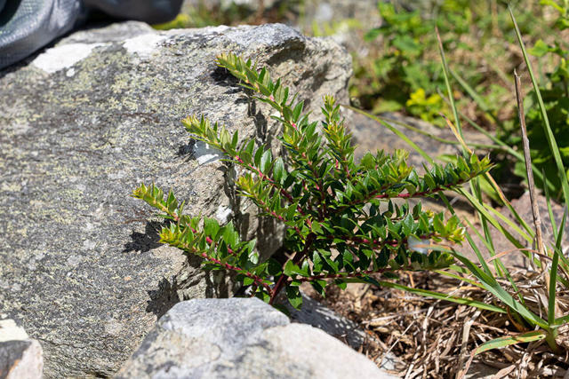 Prickly heath growing through a hut circle ancient monument