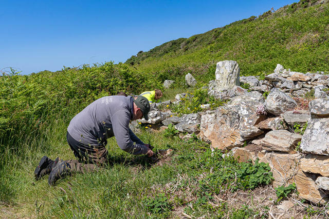 Removal of prickly heath from ancient monument