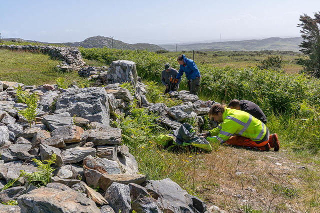 Volunteers and staff removing invasive prickly heath