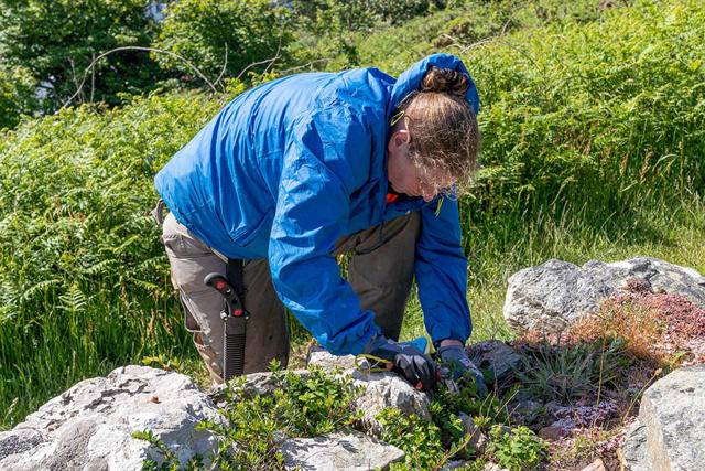 Volunteer removing invasive prickly heath