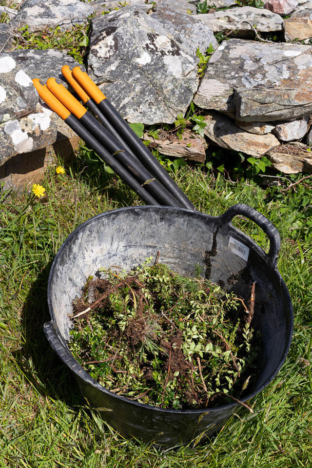 Invasive prickly heath to be disposed of in a controlled manner