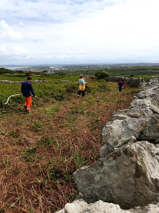 Vegetation clearance to prepare for drystone walling activities