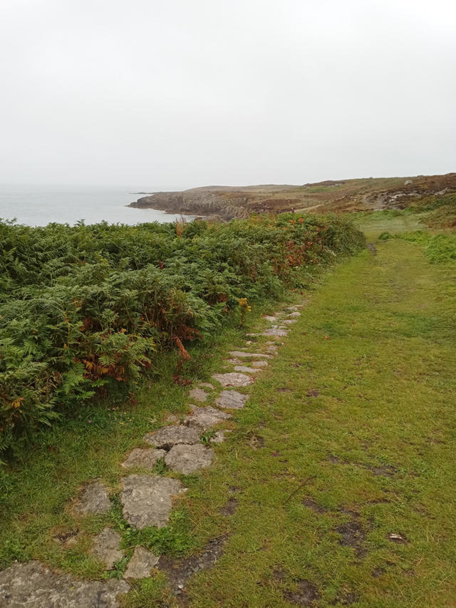 Overgrown footpath to be cleared of bracken