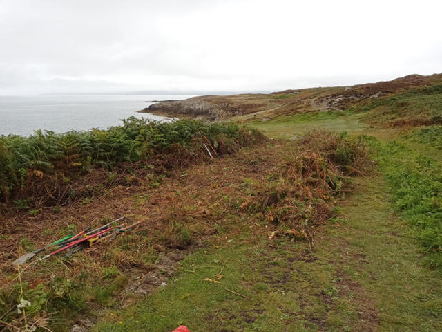 Bracken and overgrowth to be removed from site