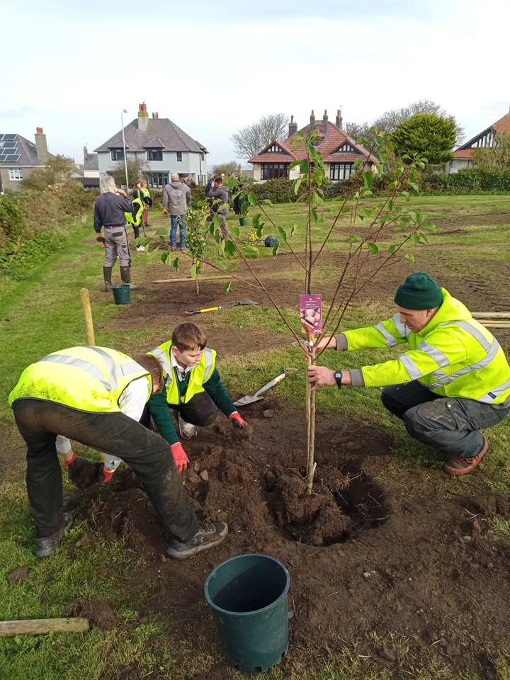 School pupils planting native fruit trees at Y Parc, Holyhead