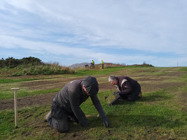Volunteers planting native wildflower plugs