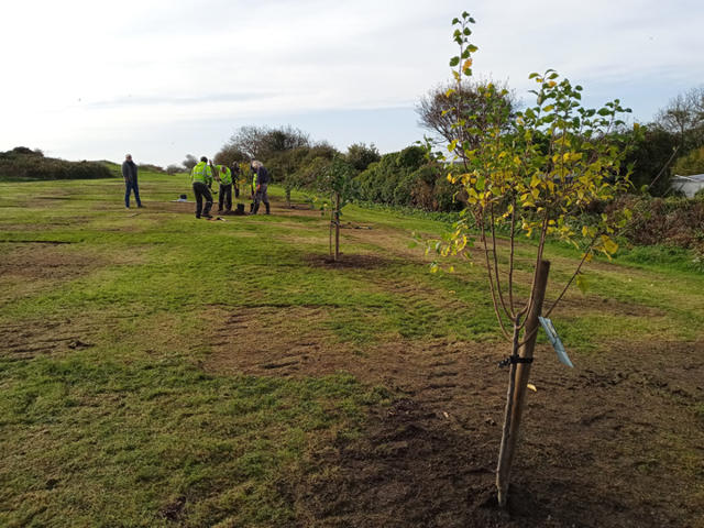 Newly planted native fruit trees