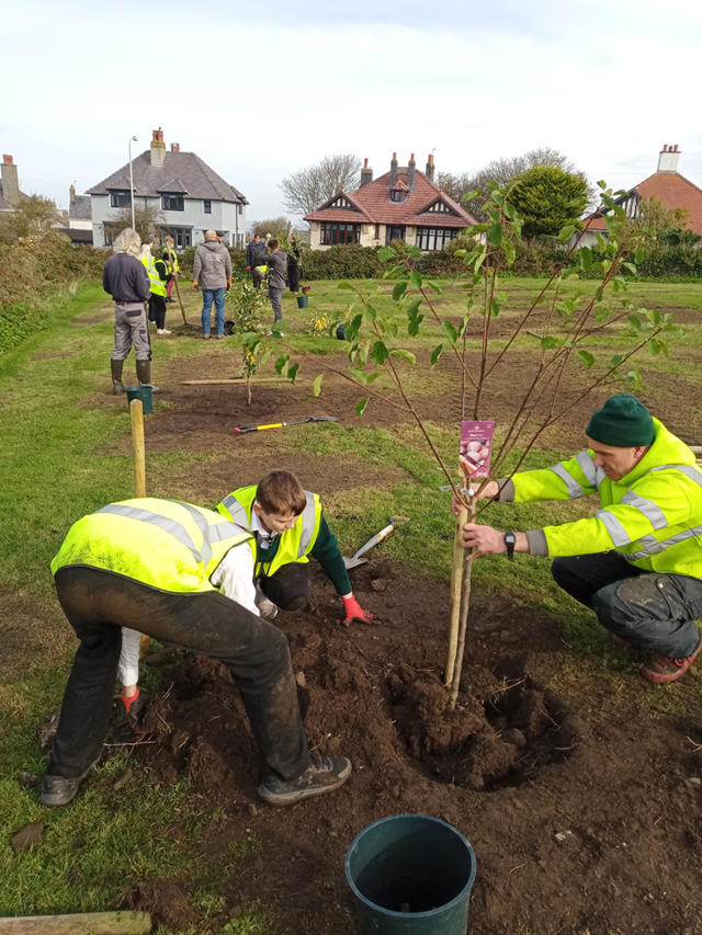 Volunteers planting fruit trees