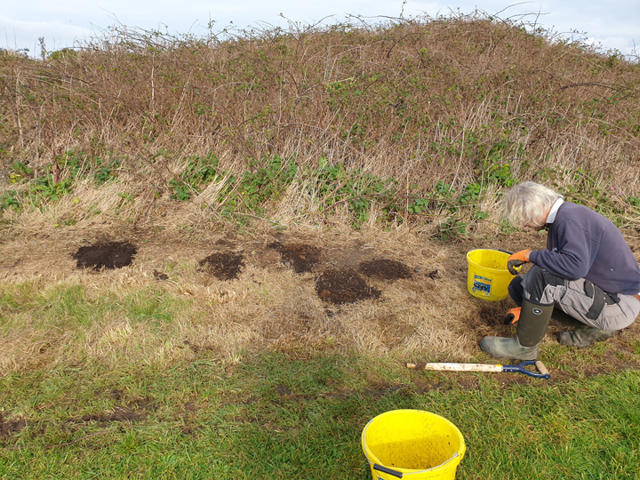 Volunteers planting native bluebell bulbs