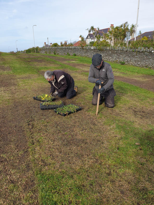 Volunteers planting native wildflower plugs