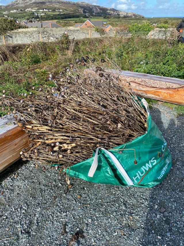Removing poppies from the Tiny Forest