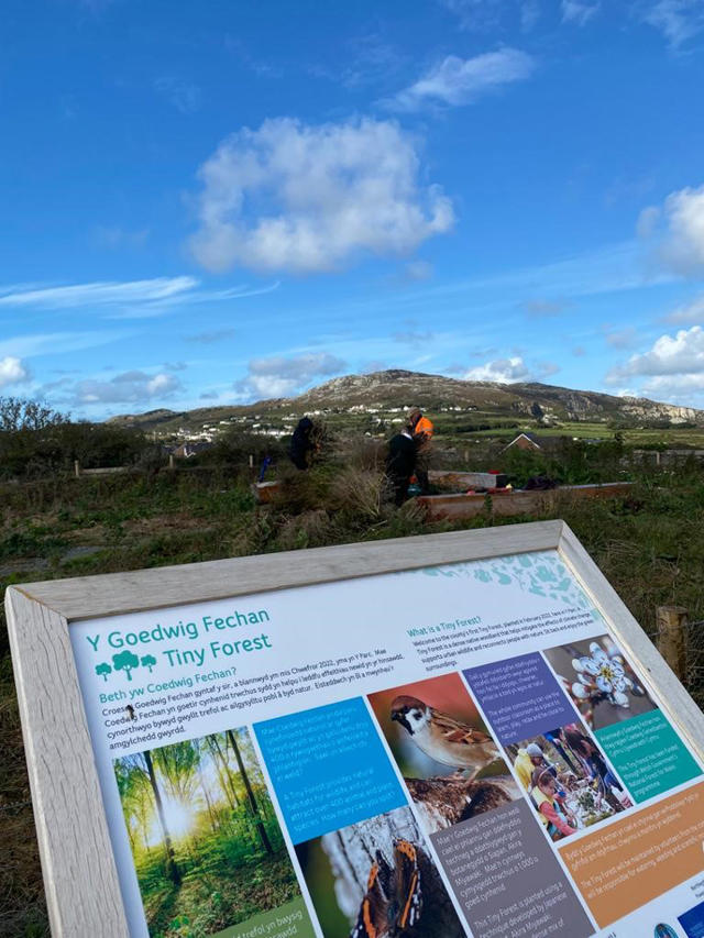 The Tiny Forest, Holyhead