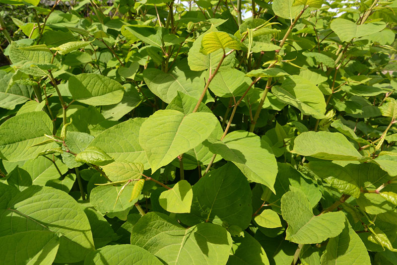 Japanese knotweed