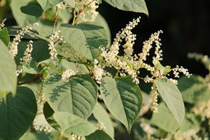 Japanese knotweed