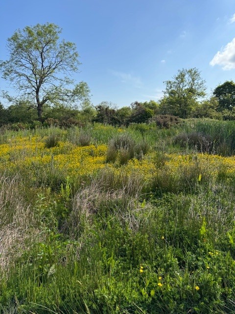 A former landfill site at Penhesgyn with flourishing wildflowers and wildlife
