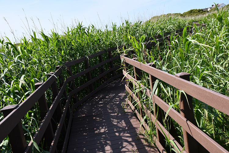 Newly refurbished Llyn Maelog boardwalk.