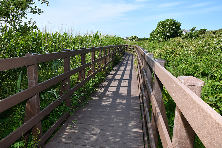 Newly refurbished Llyn Maelog boardwalk.